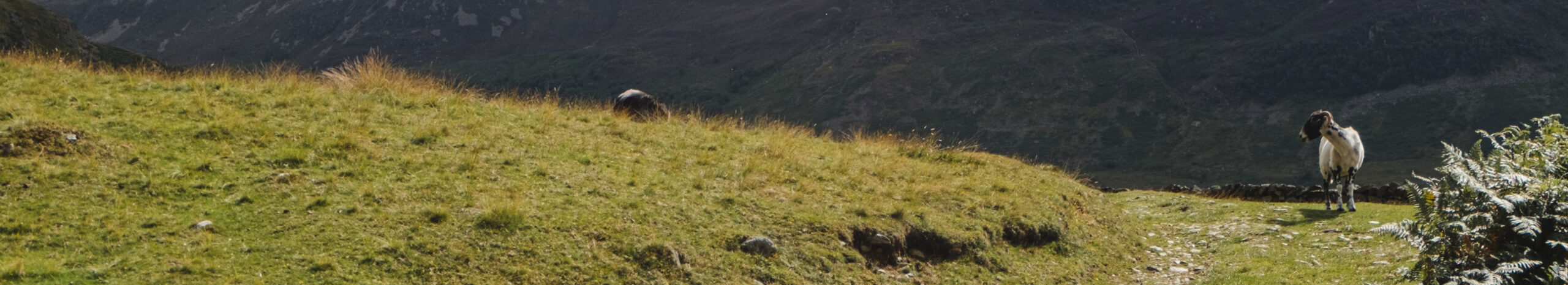 SupuestaMente